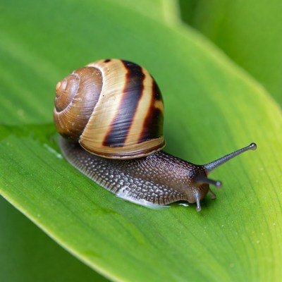 Snail crawling on green leaf