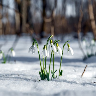 Snowdrops blooming in snow