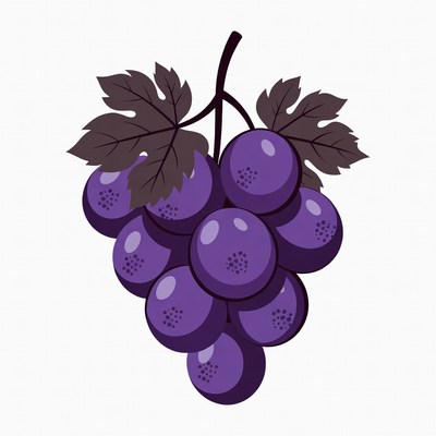 Purple grape bunch illustration