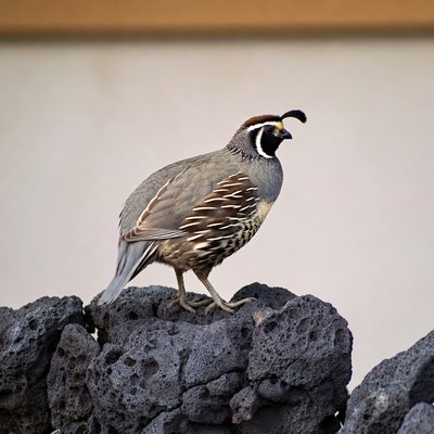 California Quail on Rock