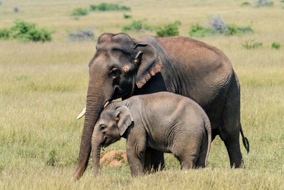 Mother elephant with baby in grassland