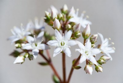 White Cluster Flowers on Stem