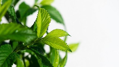 Fresh green leaves with water droplets
