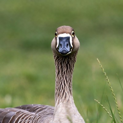 Goose staring in green grass