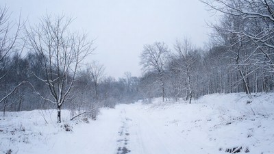 Snowy Path Through Bare Winter Trees