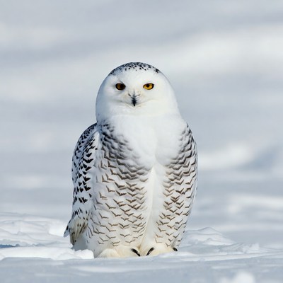 Snowy Owl Standing in Snow