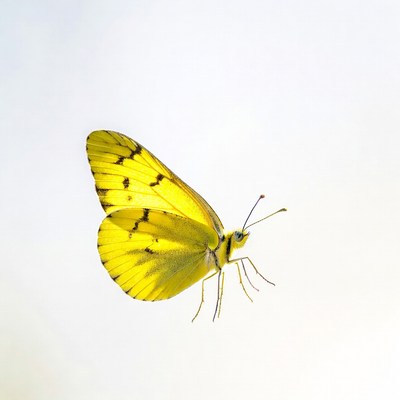 Yellow butterfly with black spots