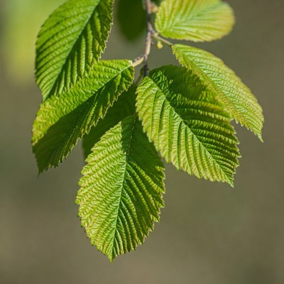 Fresh green elm leaves on branch