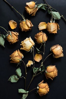 Dried Yellow Roses on Black Background