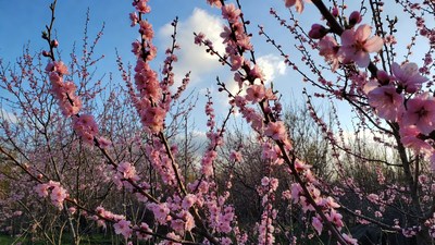 Pink Cherry Blossoms Against Blue Sky