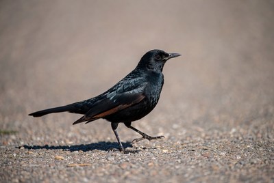 Black Grackle Walking on Gravel