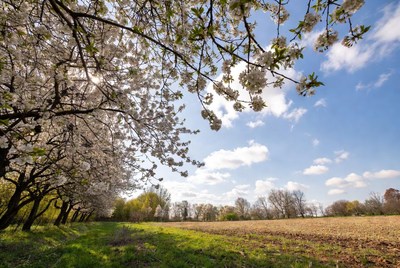 Cherry Blossoms Over Field
