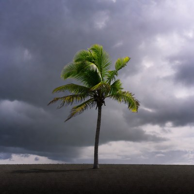 Palm Tree on Black Sand Beach