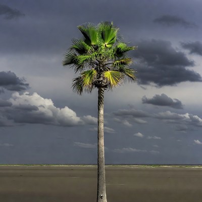 Tall Palm Tree in Stormy Beach Landscape