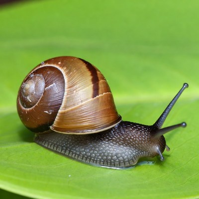Snail on green leaf