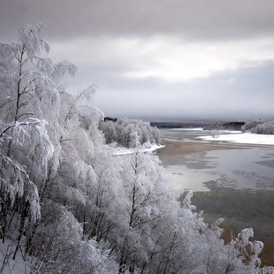 Snowy Trees Along Frozen River