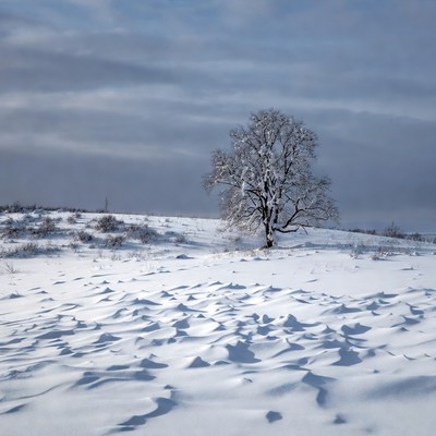 Snowy Tree on Winter Hill