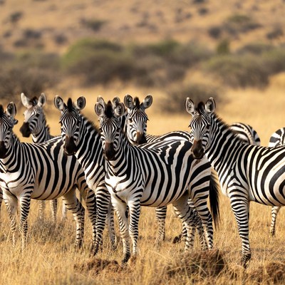 Herd of zebras in dry grasslands