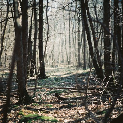 Dense bare forest in winter