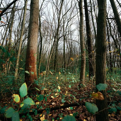 Autumn Forest with Bare Trees