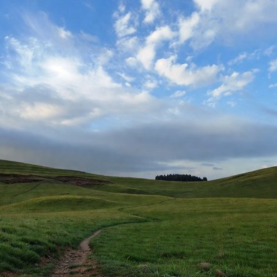 Green Hills with Path and Pine Trees