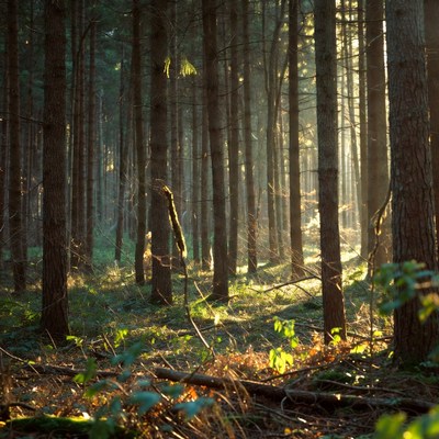 Sunlit Pine Forest Path