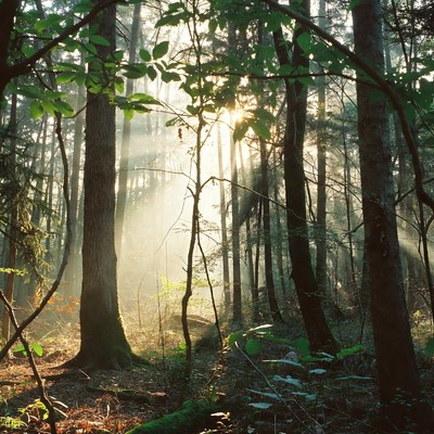 Sunlight Filtering Through Forest Trees