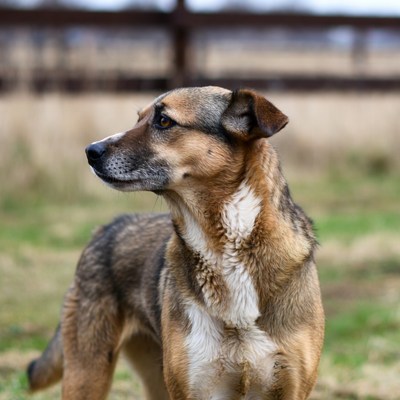 German Shepherd standing by fence
