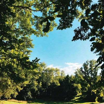 Green trees framing blue sky