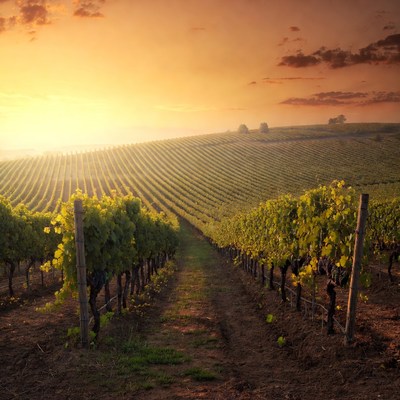 Vineyard Rows at Sunset