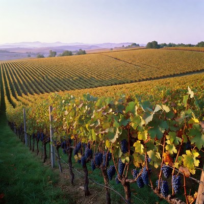 Vineyard with ripe grapes and hills