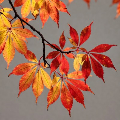 Autumn Japanese Maple Leaves on Branch