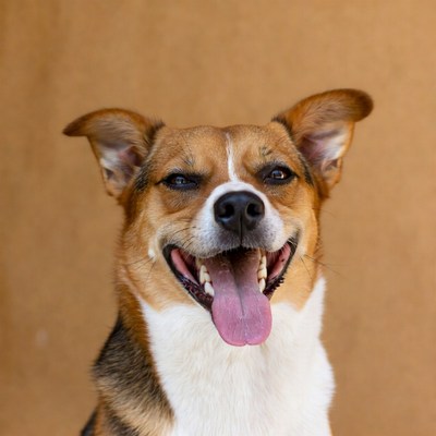 Happy dog sticking tongue out