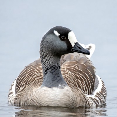 Canada Goose Swimming in Water