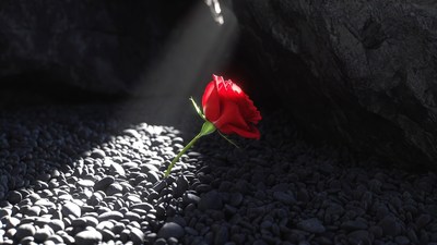 Red Rose on Black Pebbles