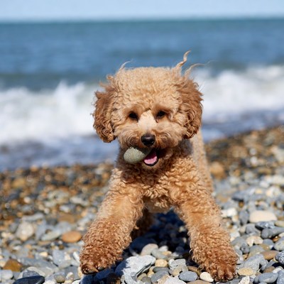 Toy poodle holding pebble on beach