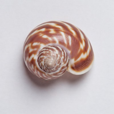 Spiral Seashell on White Background