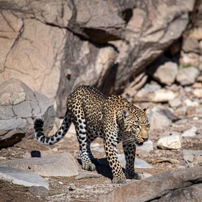 Leopard walking on rocky terrain