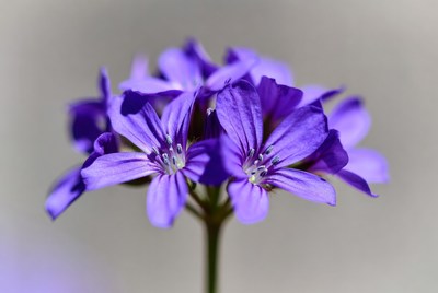 Purple cluster of flowers