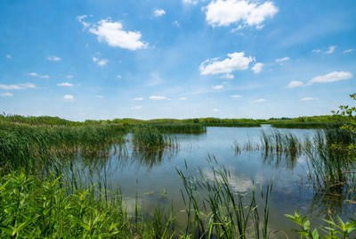 Scenic Marsh with Reeds and Blue Sky
