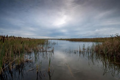 Reeds in Calm Marsh Water