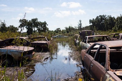Rusty abandoned cars in swamp