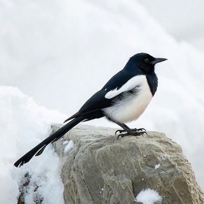 Magpie perched on snowy rock