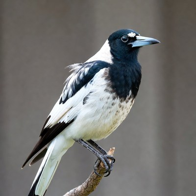 Magpie perched on branch