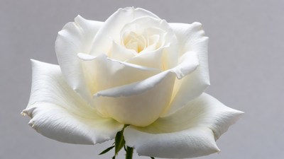White Rose on Gray Background