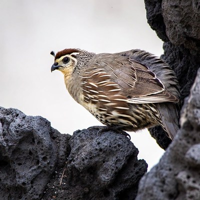 California Quail on black rocks