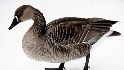 White-fronted Goose standing on snow