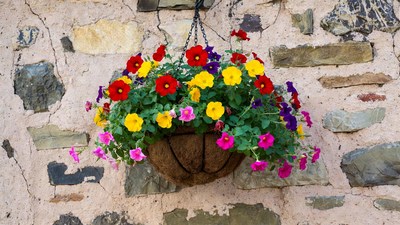Colorful Petunias in Hanging Basket on Wall