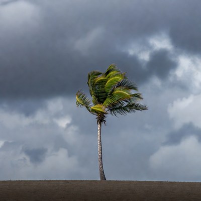 Palm Tree in Stormy Wind