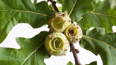 Acorns on Oak Branch